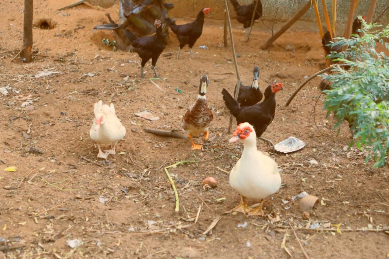 Farmdean * Kanyakumari