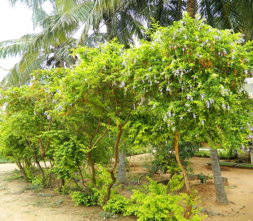 Bed & Breakfast Stella Maris Kanyakumari
