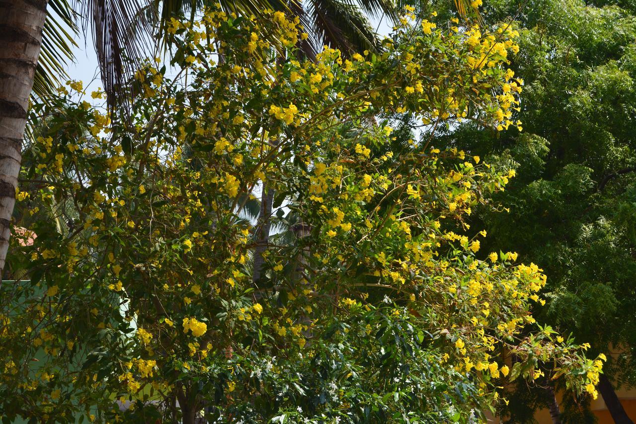 Bed & Breakfast Golden Nest Homestay Kanyakumari